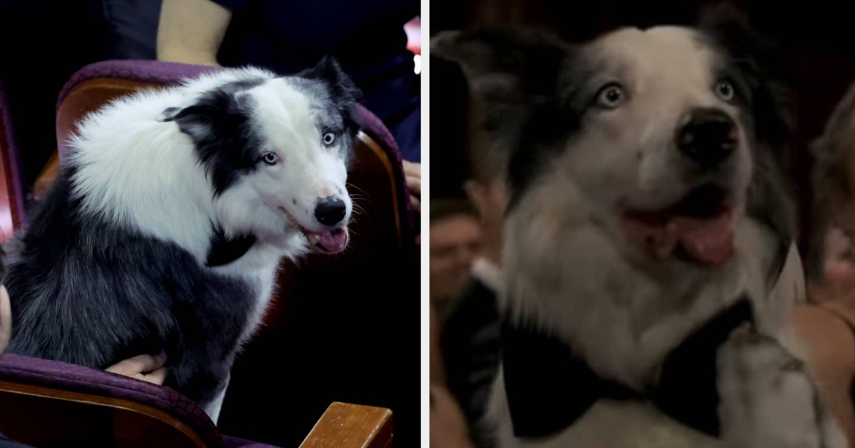 Oscars Producer Explains Messi The Dog's Viral Clapping Moment