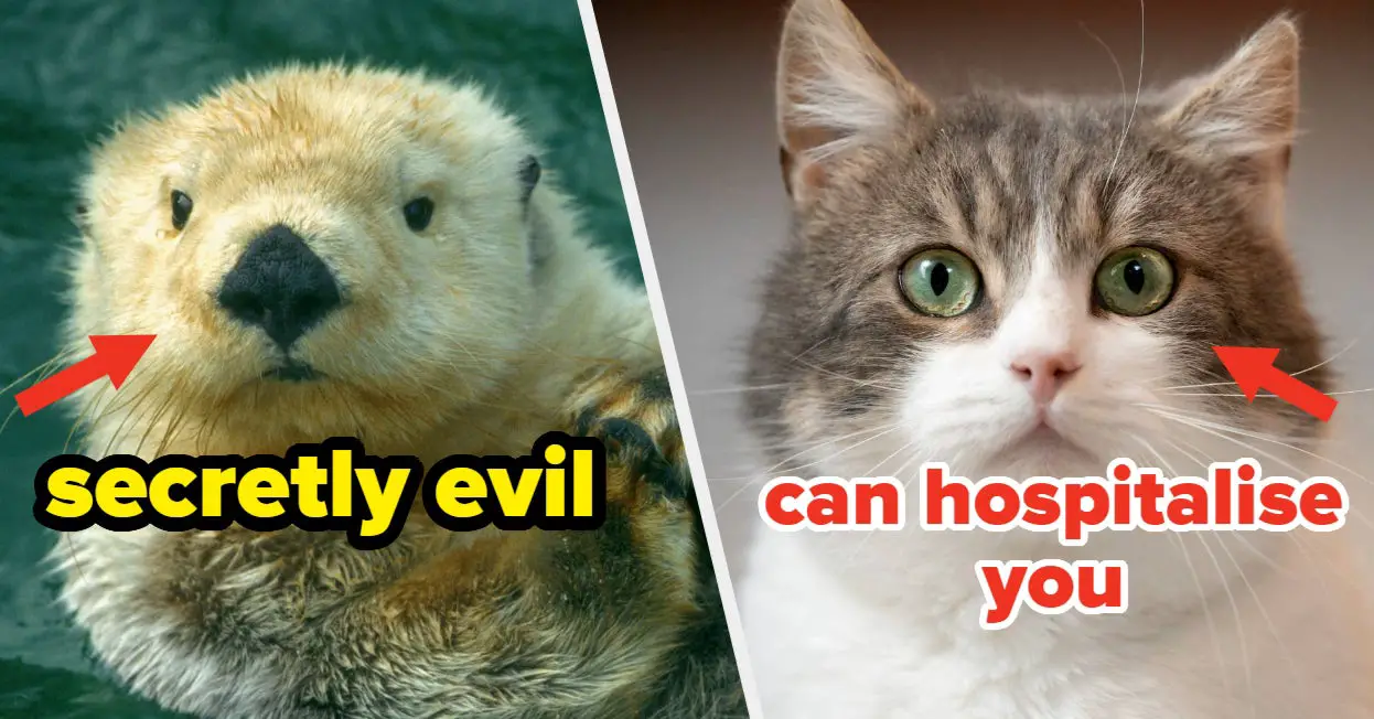 15 "Cute," "Docile" Animals That Can Actually Kill You