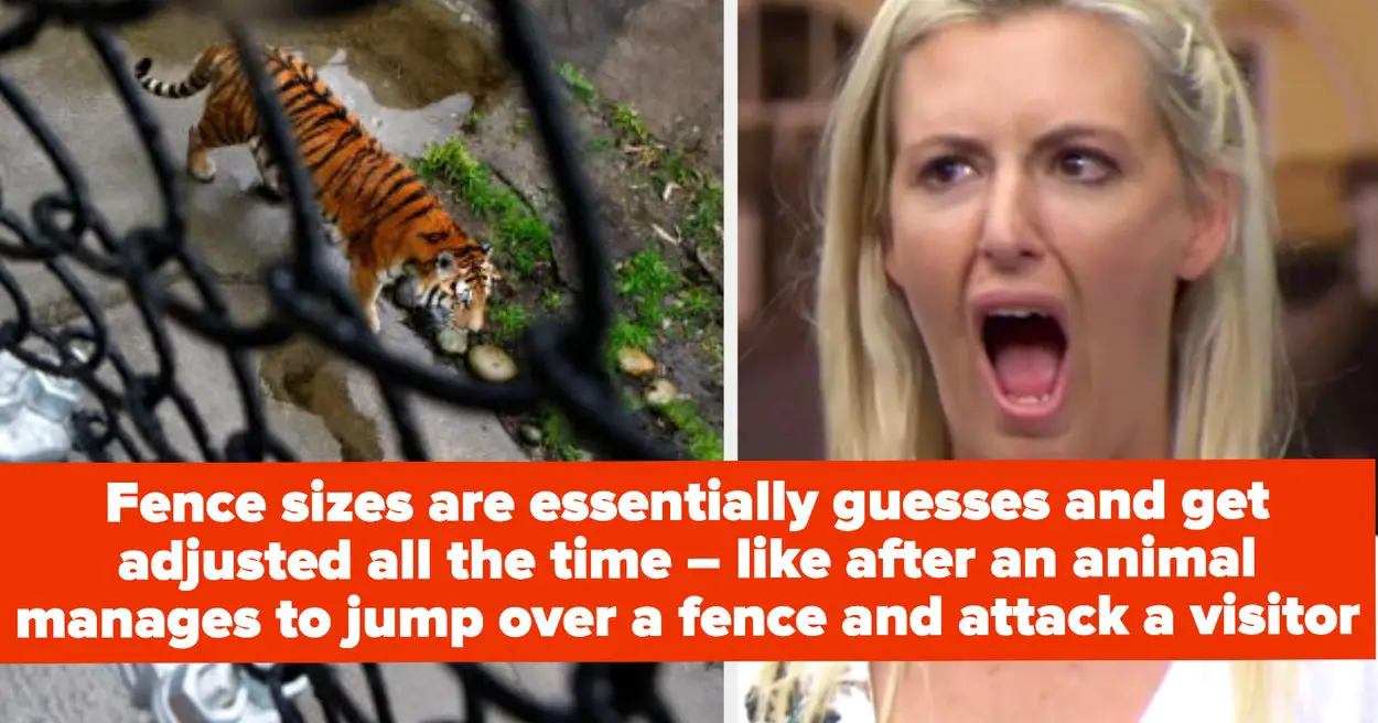 33 Wild Behind-The-Scenes Zoo Facts