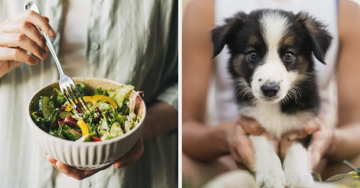 Build Your Signature Salad And We'll Reveal Which Puppy You Should Adopt