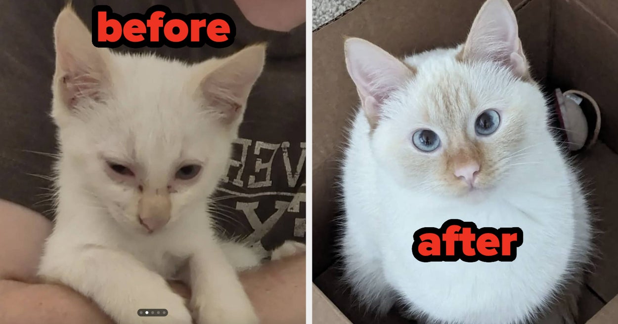 I'm Literally Crying While Scrolling Through These Before And After Pics Of 26 Rescued Pets