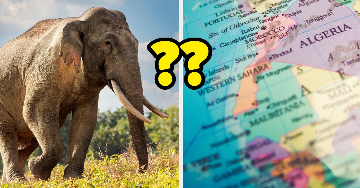 Let's See If You Can Guess Which National Animal Belongs To Each Country