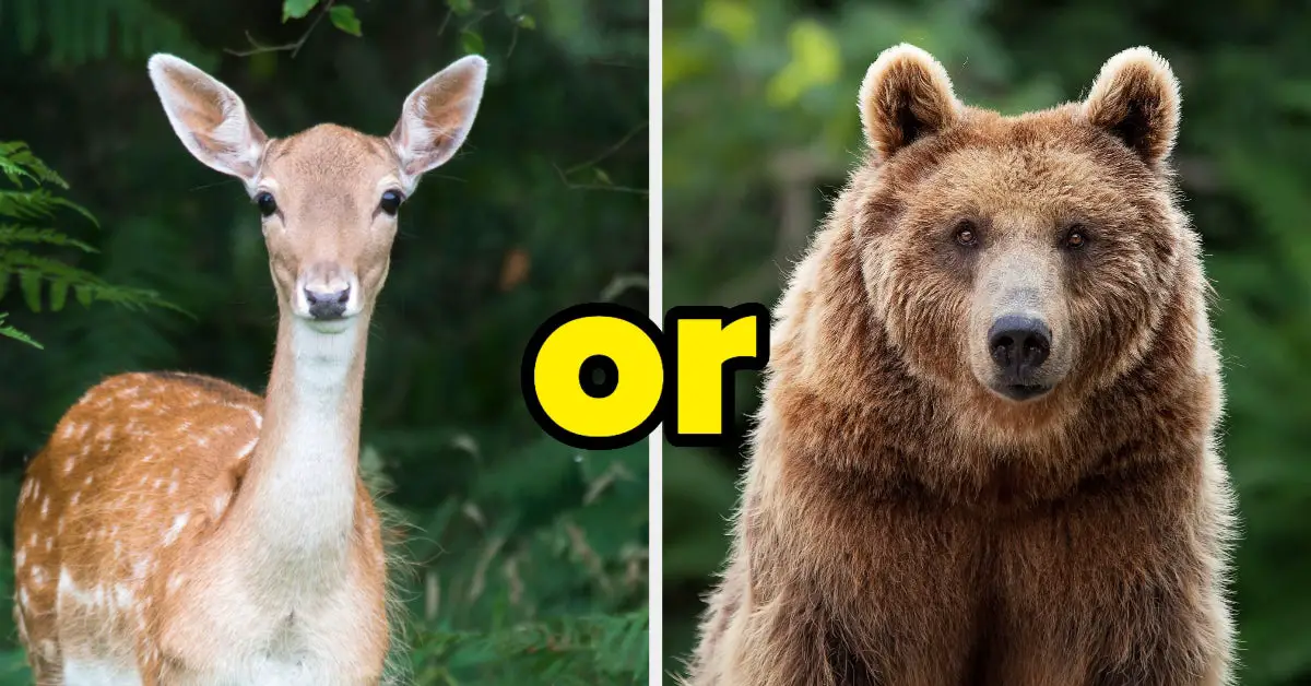 Let's See If You Give Off More Deer Or Bear Vibes