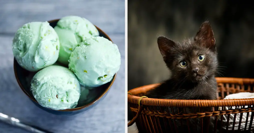 Let's See Which Pet Matches Your Soul Based On Your Taste Buds