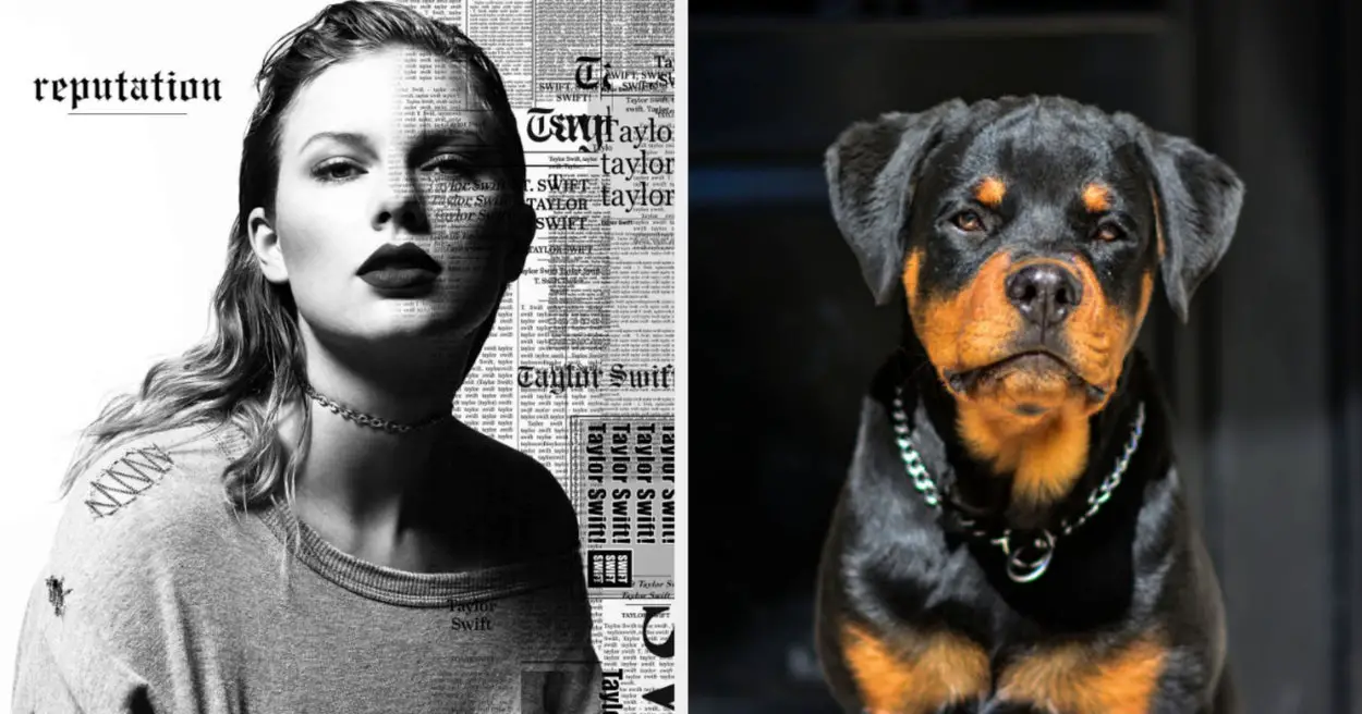 Choose Some Taylor Swift Songs To Find Out Which Dog Breed You Are