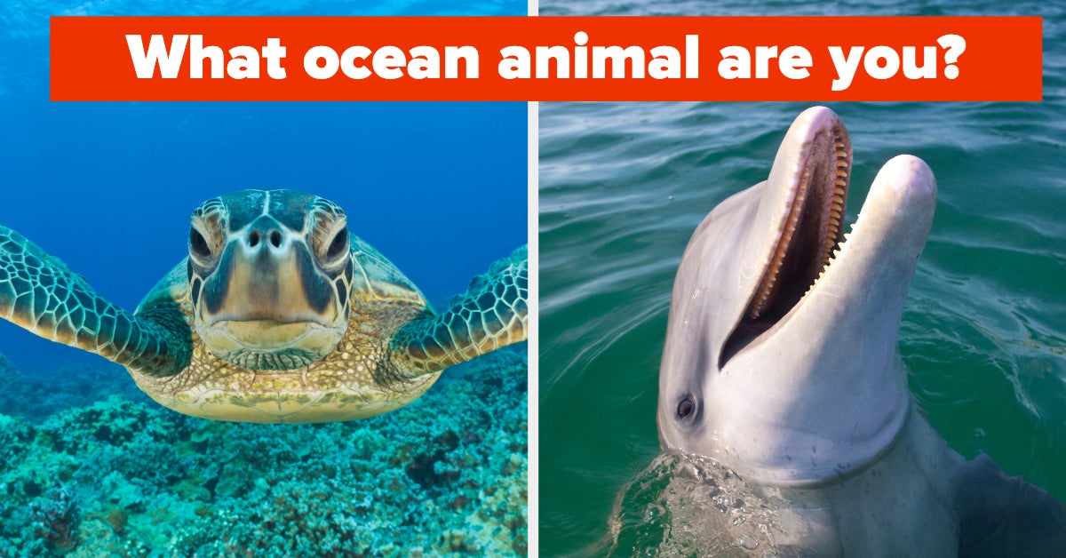 Discover Your True Self And Find Out Which Ocean Animal You Are