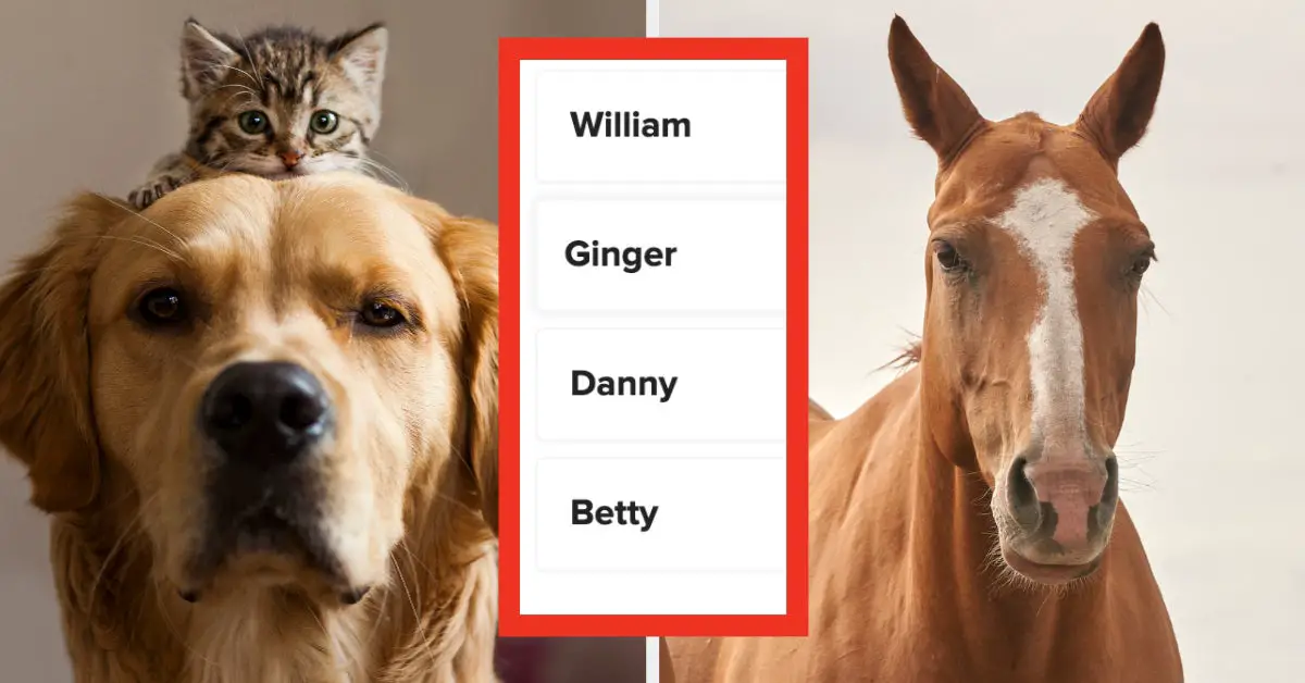 I Asked My Friends To Name Each Of These Animals, Now It's Up To You To Decide Who Wins