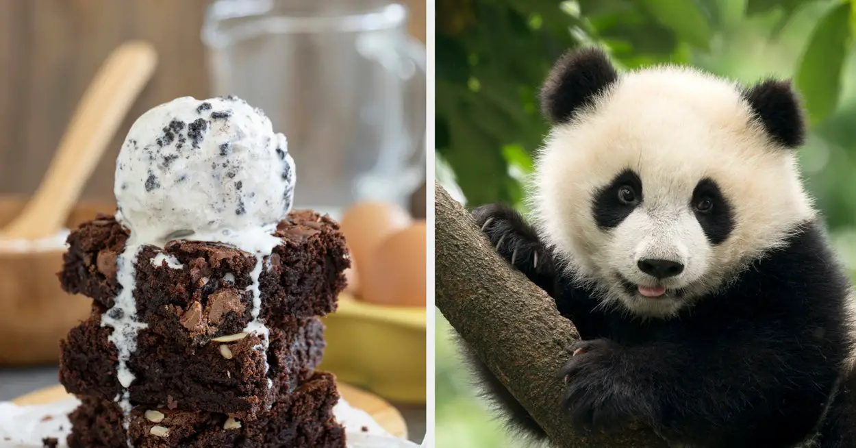 I Will Reveal Which Animal Best Describes You Based On What You Eat In A Day