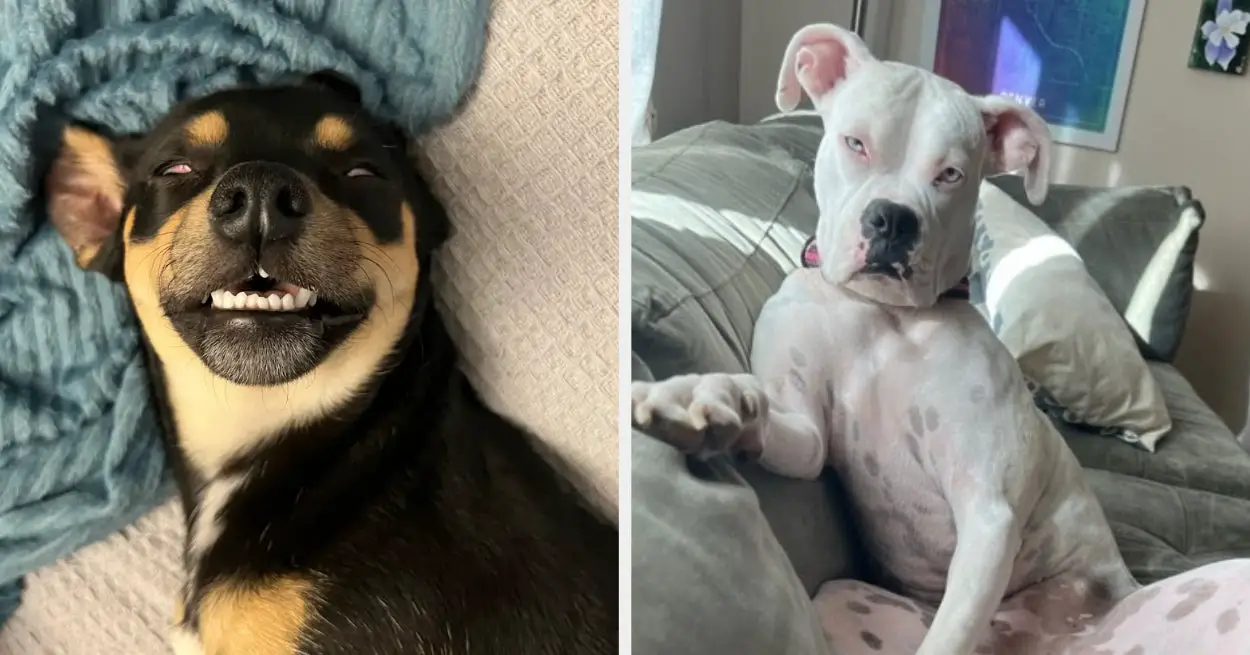 Photos Of Dogs Being Silly, Cute, And Weird