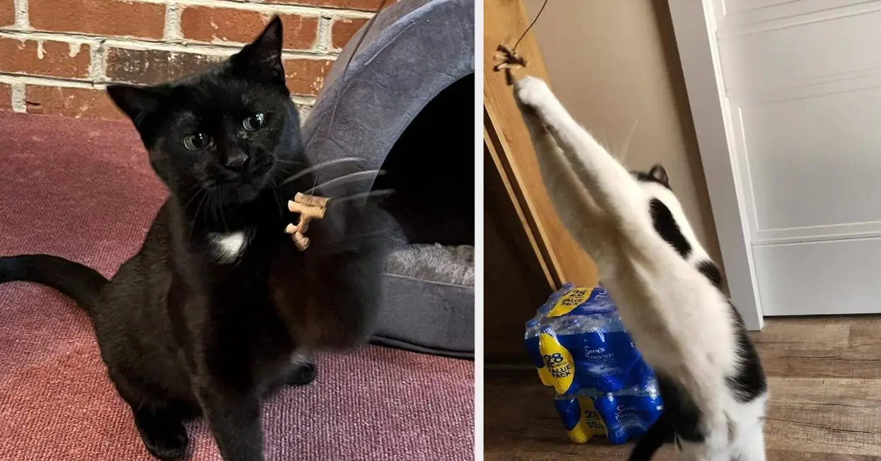 This $4 Cat Toy Is 'Worth Its Weight In Gold' — And Behaviorists Say There's A Reason