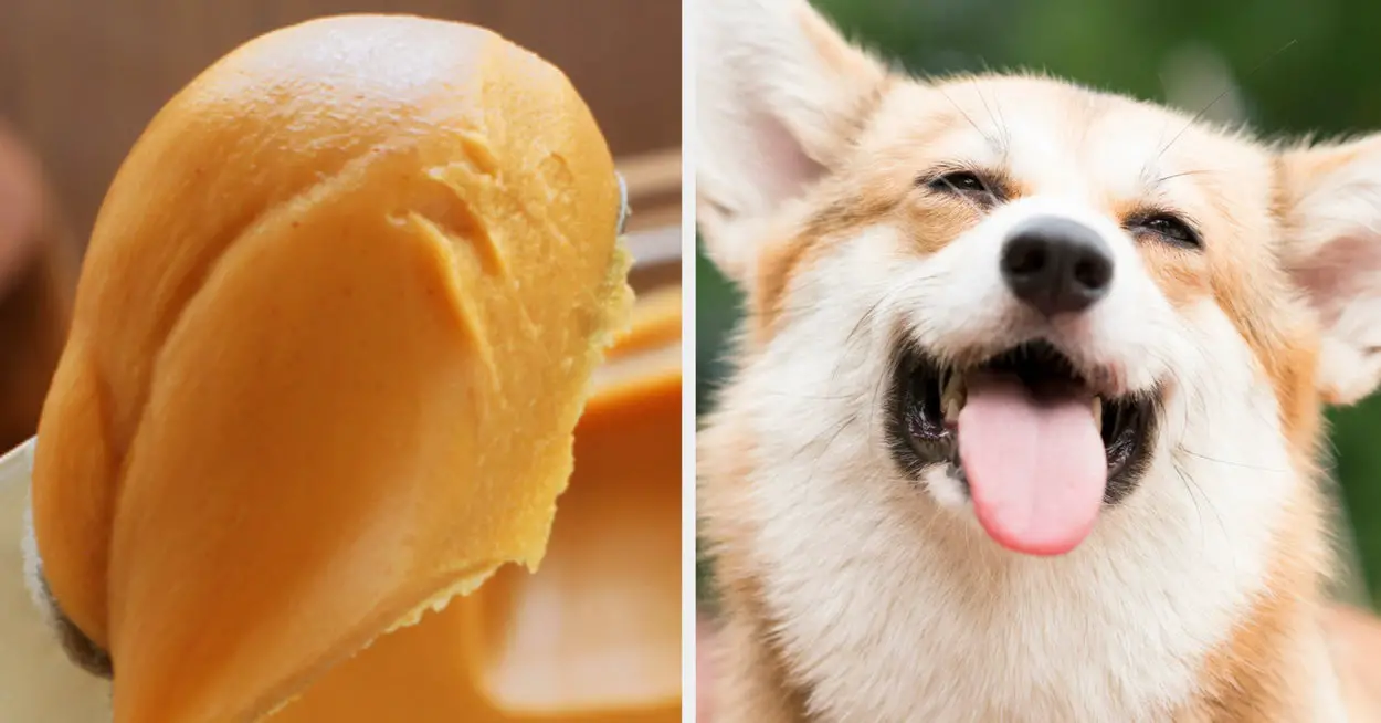 Which Dog Are You Based On Your Food Choices?