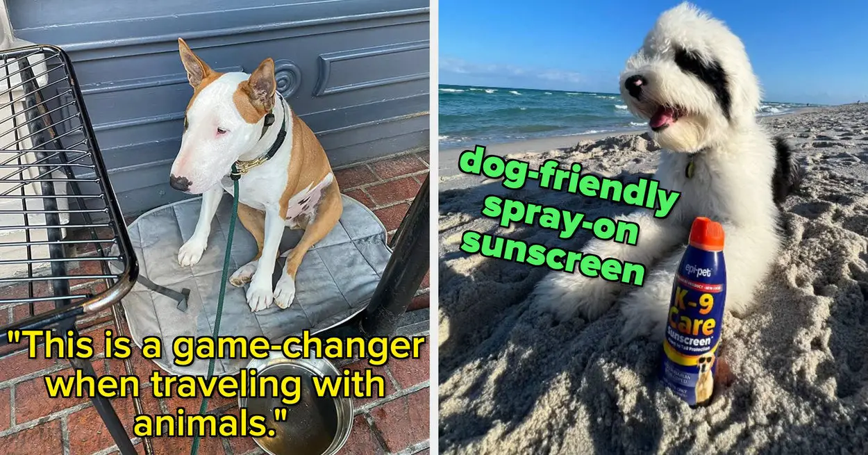 17 Things To Help You Travel With Your Dog This Summer