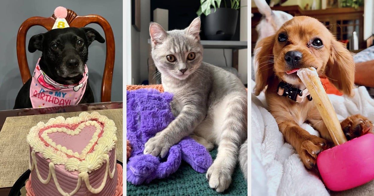 44 Pet Products With Photos That Will Tickle You Pink