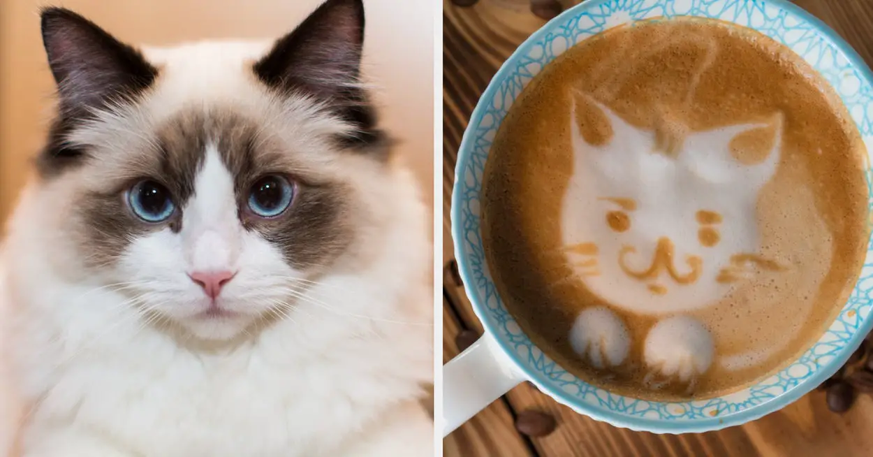 Build Your Own Cat Cafe And I'll Tell You What Cat Breed You Resemble Inside