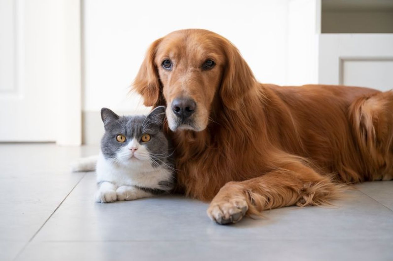 This Seemingly Silly Luxury Is Actually Important For Your Pet's Health