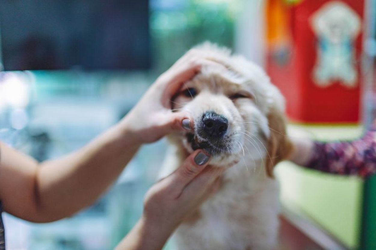 Yes, You Should Be Brushing Your Pet's Teeth. Here's Why — And The Best Products To Use