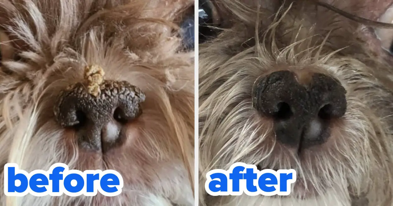 19 Dog Products With Amazing Before-And-After Photos
