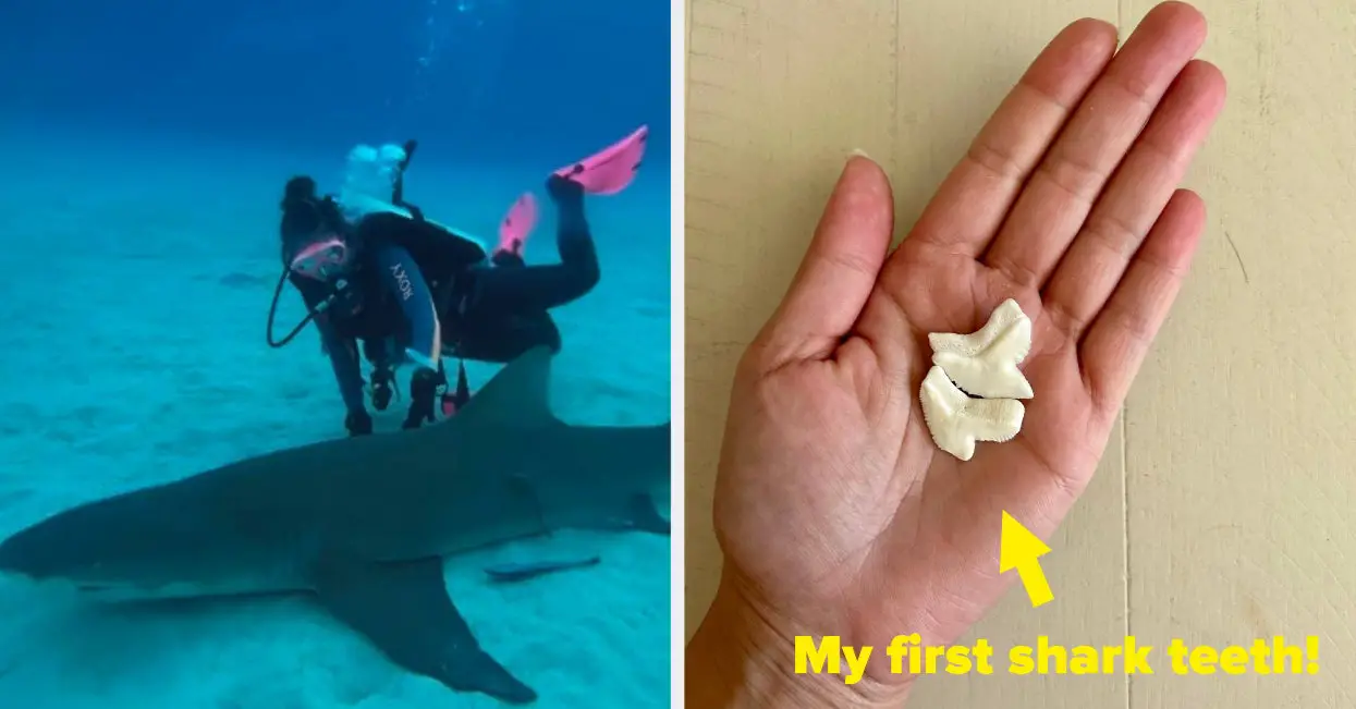 My Takeaways From Doing 40+ Shark Dives
