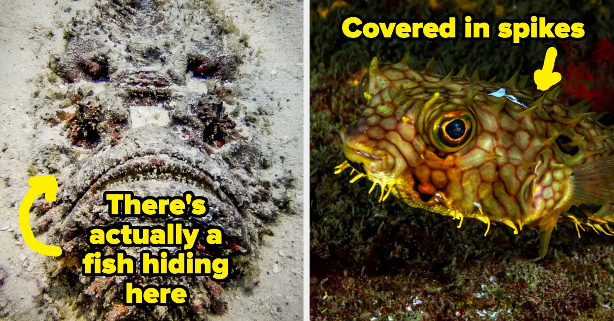 Terrifying Sea Creatures That Will Make You Avoid The Ocean