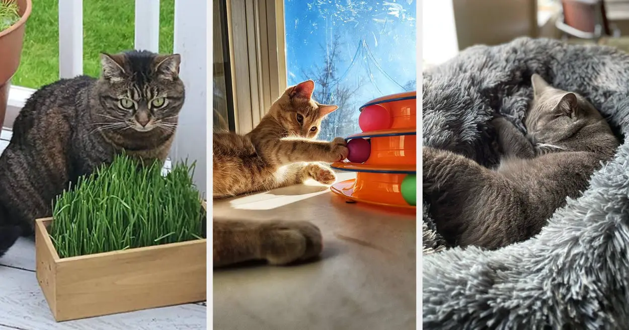 Turn Your Home Into A Cat Paradise With These 41 Items