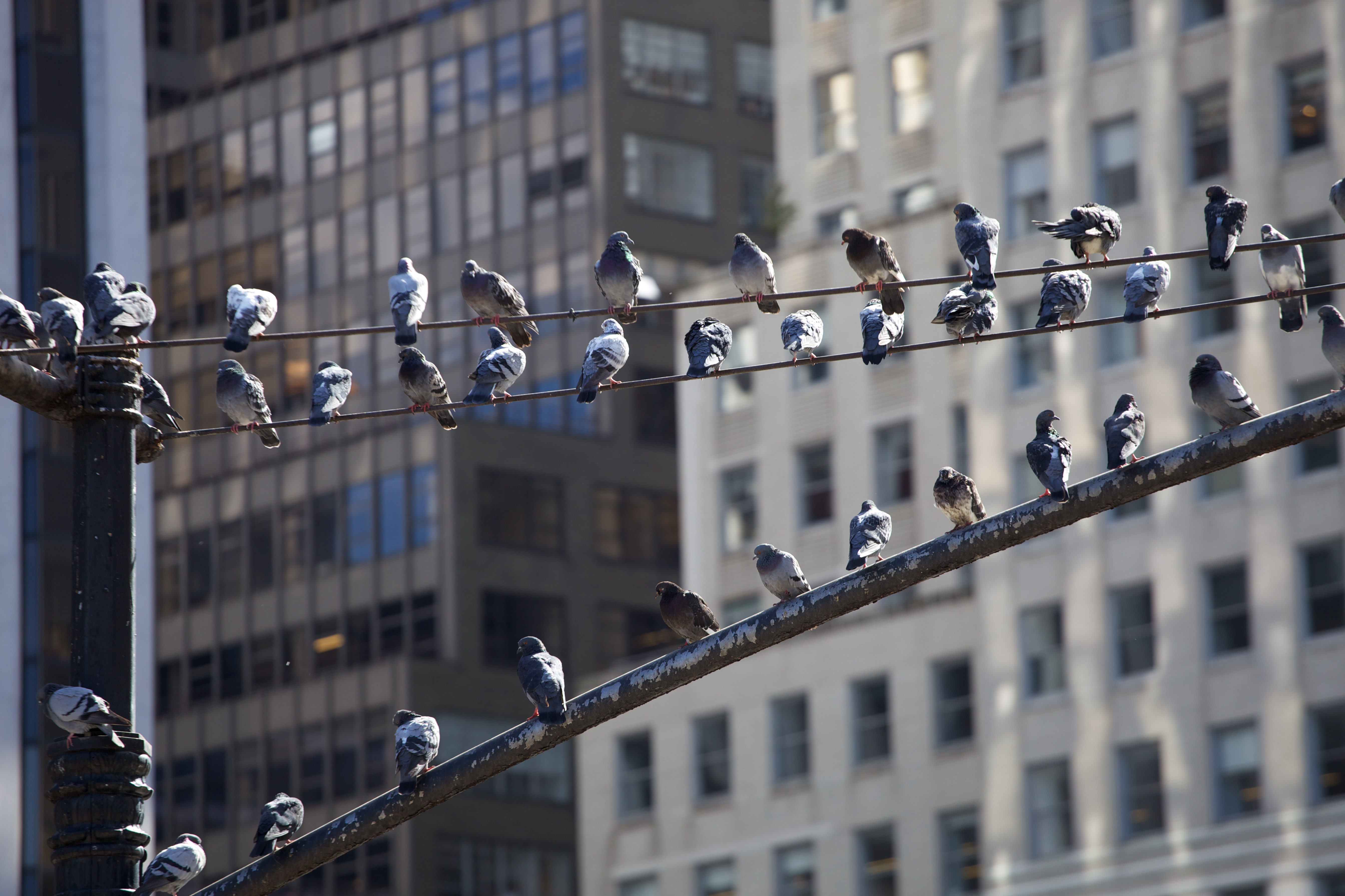 urban-birds-are-harboring-antibiotic-resistant-bacteria