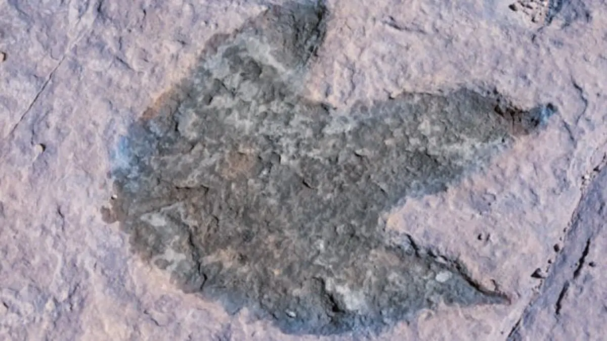 young-girl-uncovers-dinosaur-footprints-on-south-wales-beach