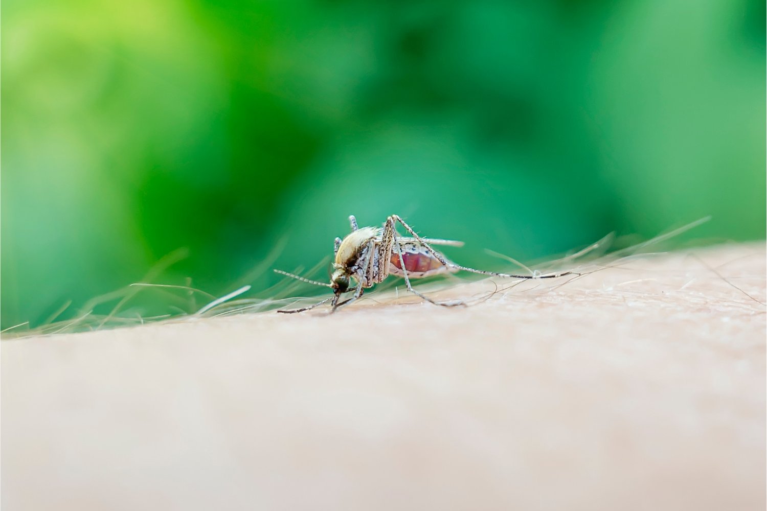 massachusetts-town-enacts-evening-curfew-over-rare-but-deadly-mosquito-virus