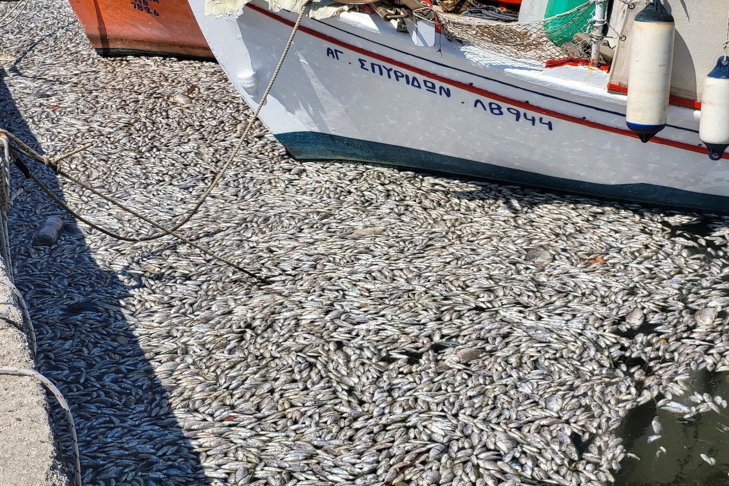 horrifying-fish-die-off-sparks-ecological-nightmare-for-greek-coastal-town