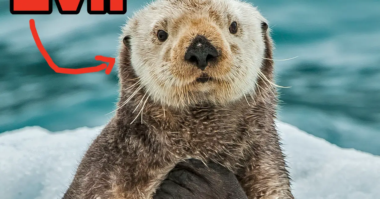 Unsettling Facts About Adorable Animals