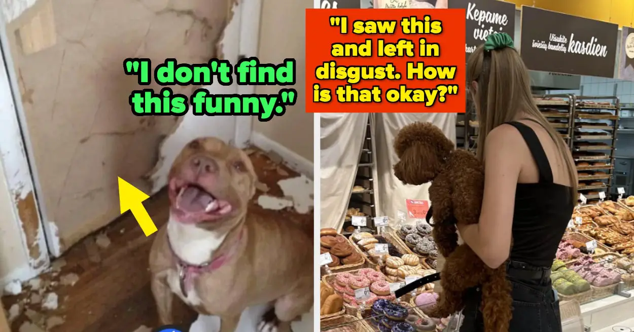 15 Anti-Pet People Shared Why They'll Never Own One