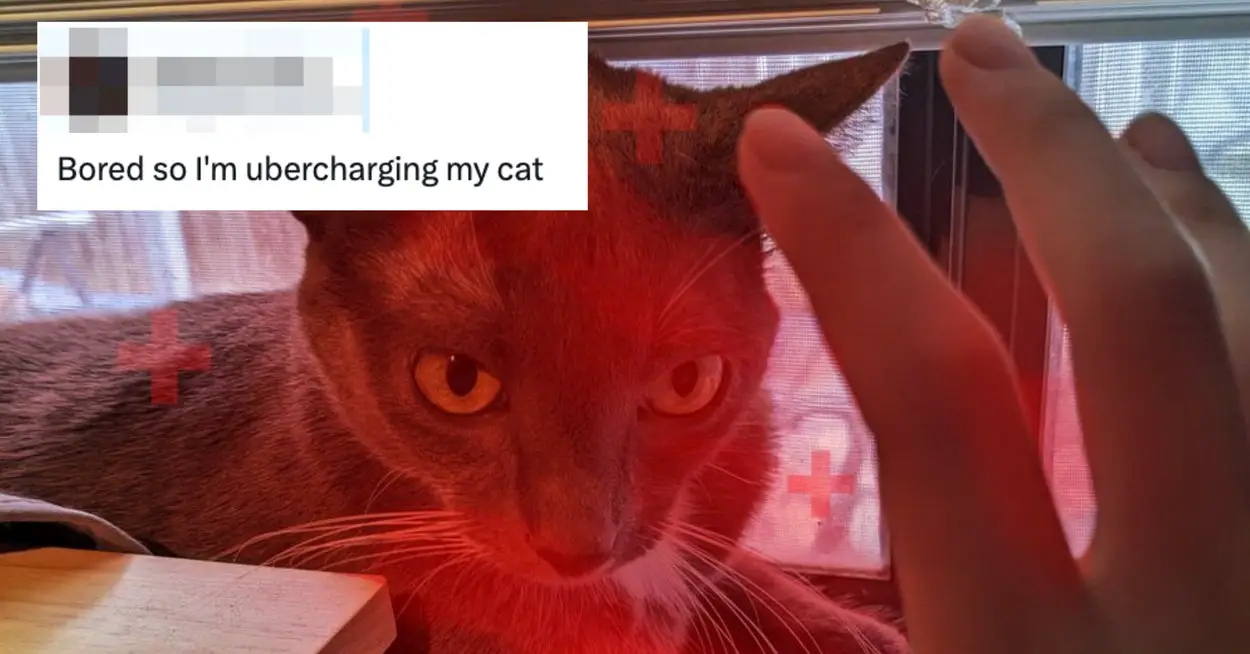 19 Funny Pet Tweets To Start Your Day, Instead Of Meetings That Could've Been An Email