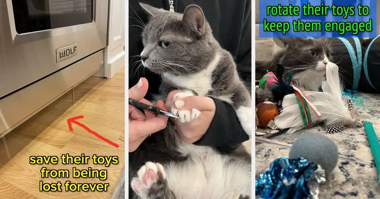 20 Tips Cat Owners Will Wish They'd Known About Sooner