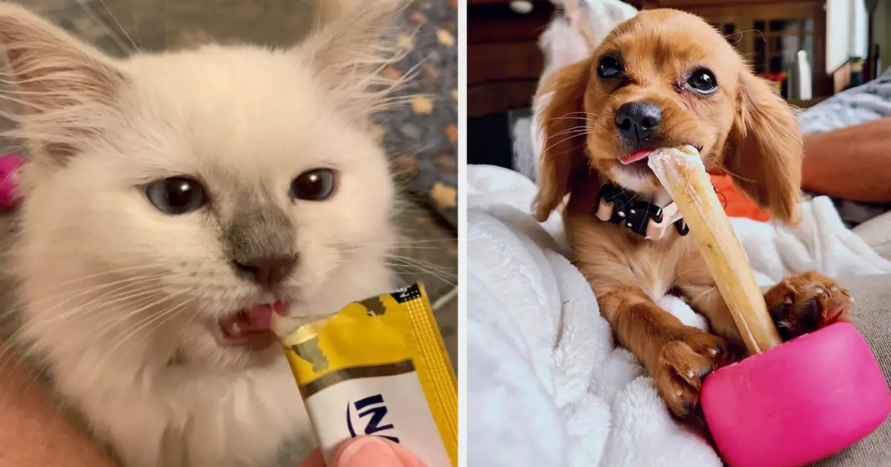 Having A Pet Isn’t Cheap, But These 49 Things You Can Buy For Them Are