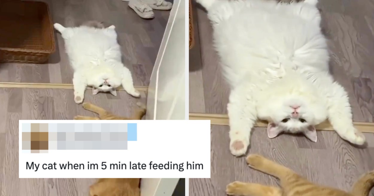 I Found 17 Of The Funniest And Best Tweets About Pets This Week, Just For You