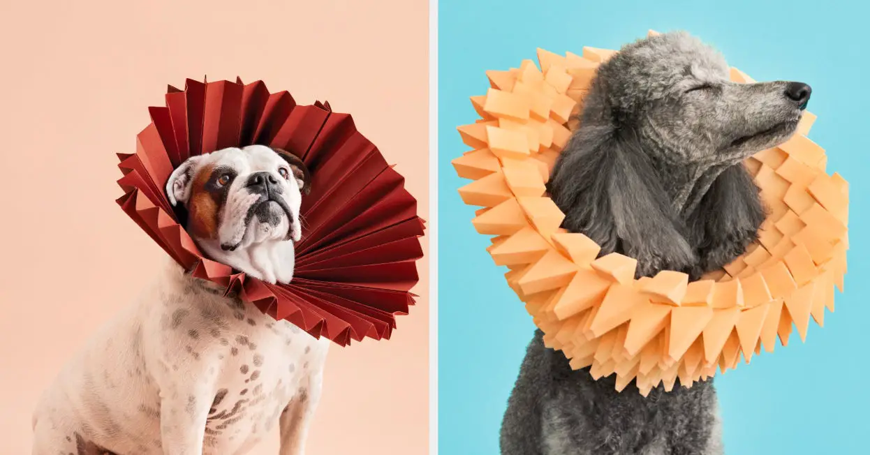 This Dog Lover's Photo Series Transforms The "Shameful" Cone Into Something "Beautiful And Majestic"