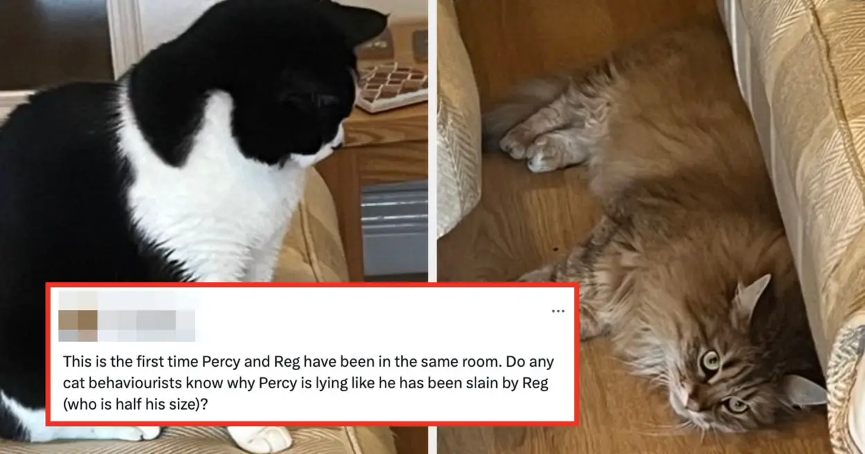 22 Funny Pet Tweets To Start Your Day, Because You Deserve It