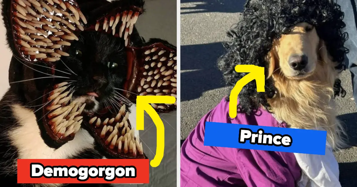 23 Best And Funny Pet Halloween Costumes