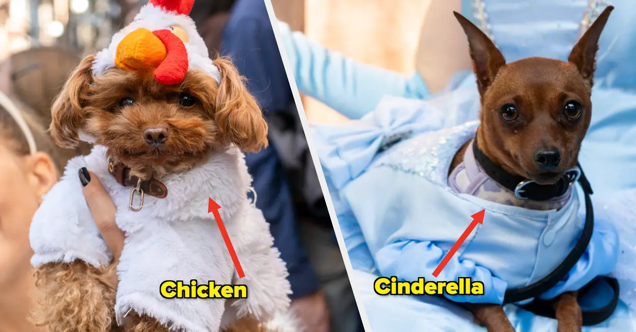 25 Dogs In Halloween Costumes That Just Might Make Your Whole Entire Day