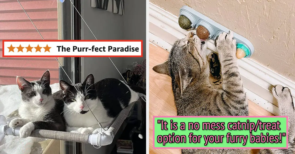 27 Things Your Cat Would Ask For If They Could Speak