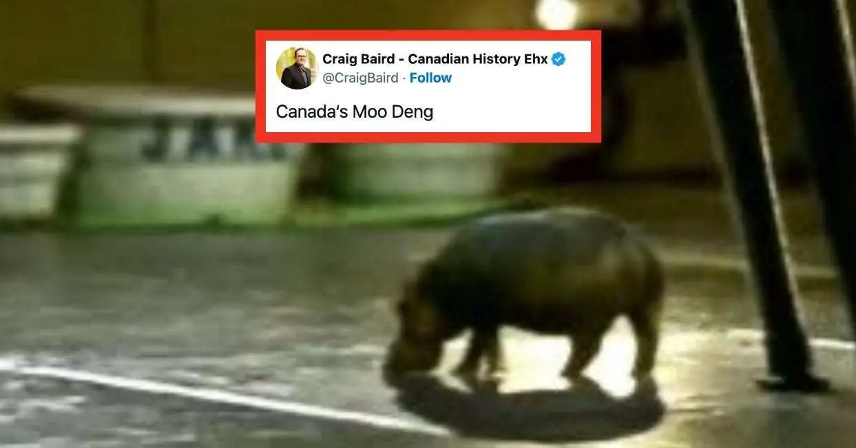 33 Tweets From Canadians This Week That Totally Prove We're The Funniest Country Ever Without Even Trying