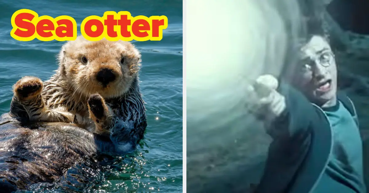 Which Ocean Animal Is Your Patronus?