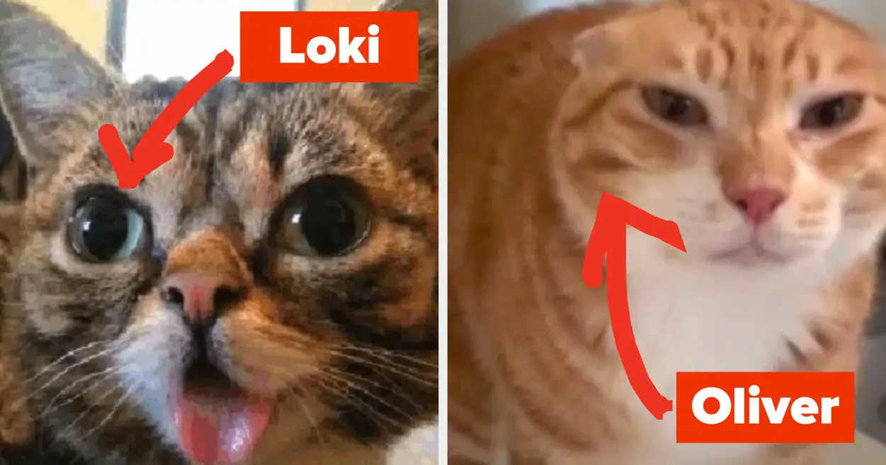 You Might Not Be A Real Cat Lady If You Can't Guess The Top 10 Most Popular Cat Names